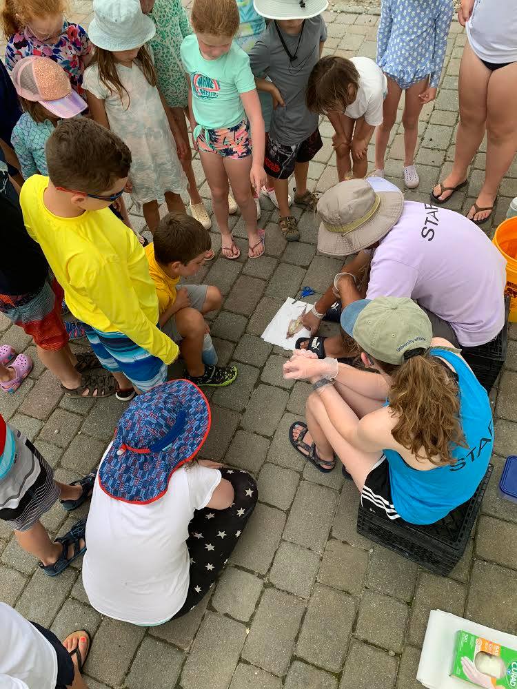 Opportunities – New Logic Marine Science Camp